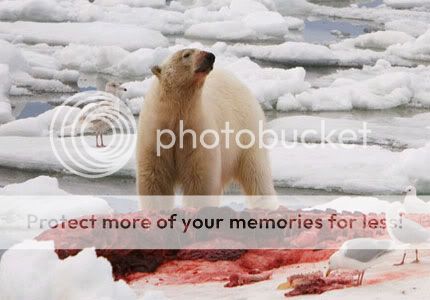 polar-bear.jpg