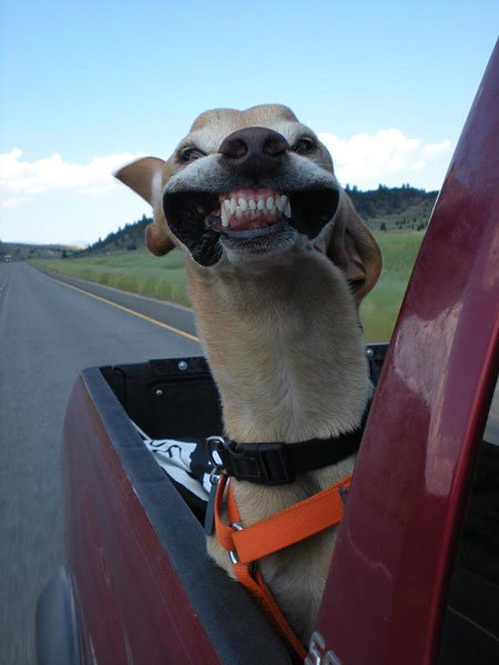 funny-dog-face-wind-car-teeth.jpg