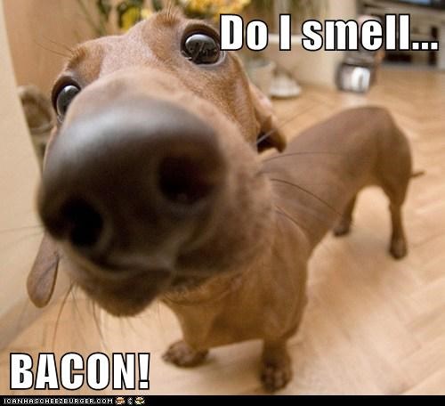 bacon-picture-1.jpg