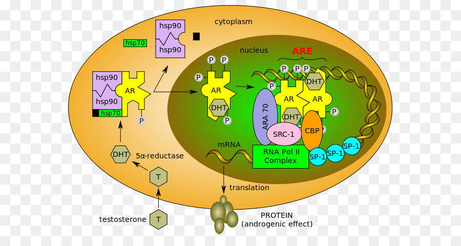 Androgen receptor model