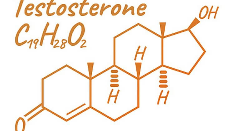 testosterone enzymatic conversions