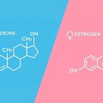 testosterone estrogen