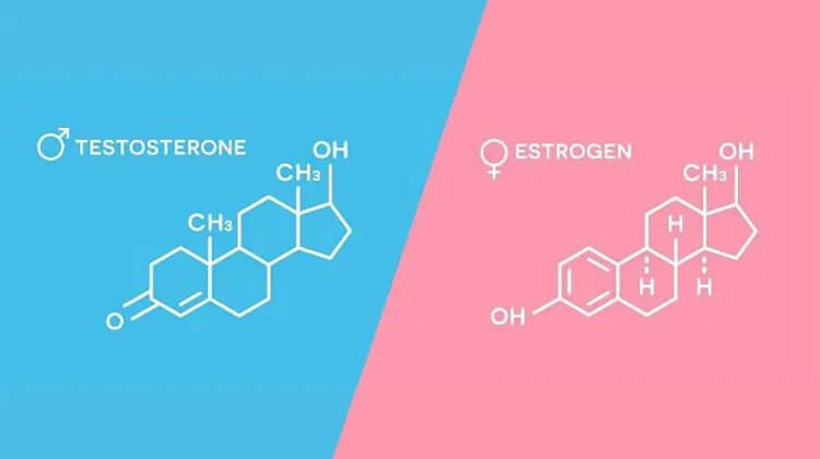 testosterone estrogen