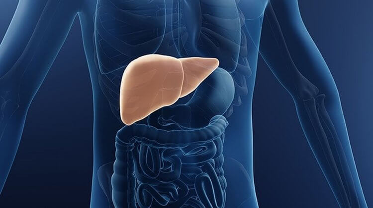 liver