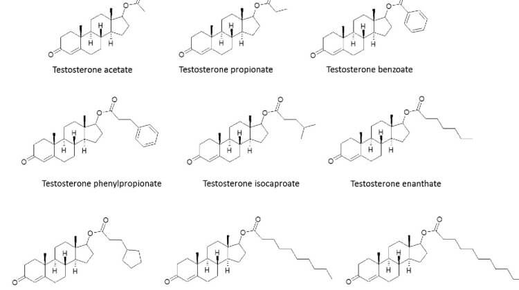 testosterone steroid esters