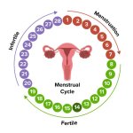 menstrual cycle