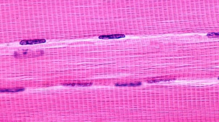 human skeletal muscle