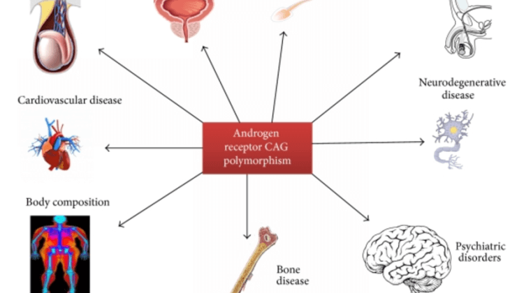 androgen receptor CAG repeat polymorphism