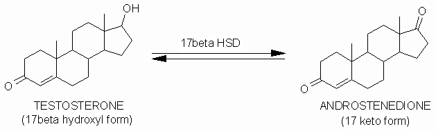 Тестостерон андростендион. Андростендион.