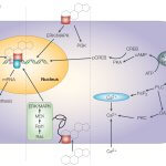 Steroid actions non-genomic