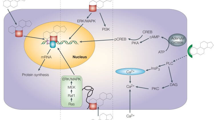 Steroid actions non-genomic