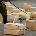 Can drug-sniffing police dogs detect anabolic steroids?