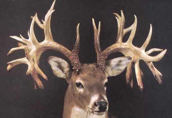 Anabolic steroids for enhancing deer antler growth