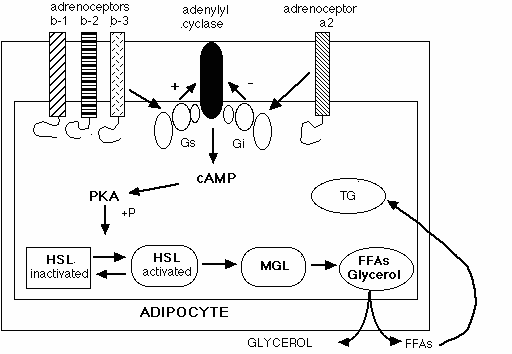 Adipocyte