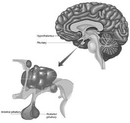 HPTA Axis