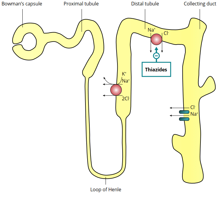 Nephrons are the building blocks of the kidneys