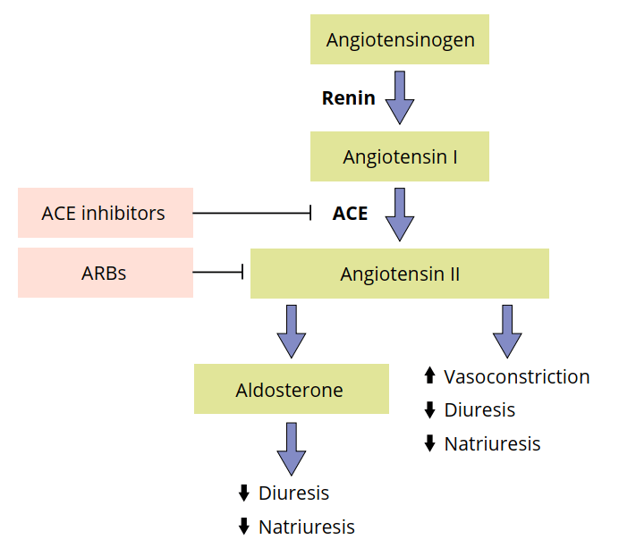 ренин-ангиотензин-альдостероновая система
