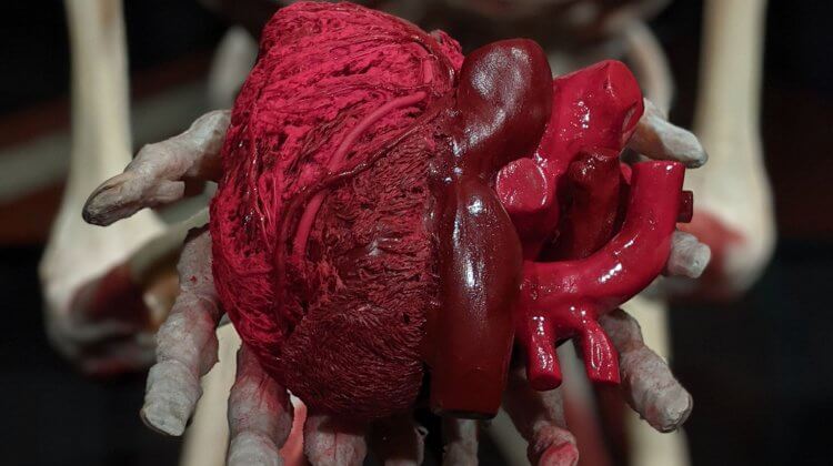 Стероиды и структура и функция сердца