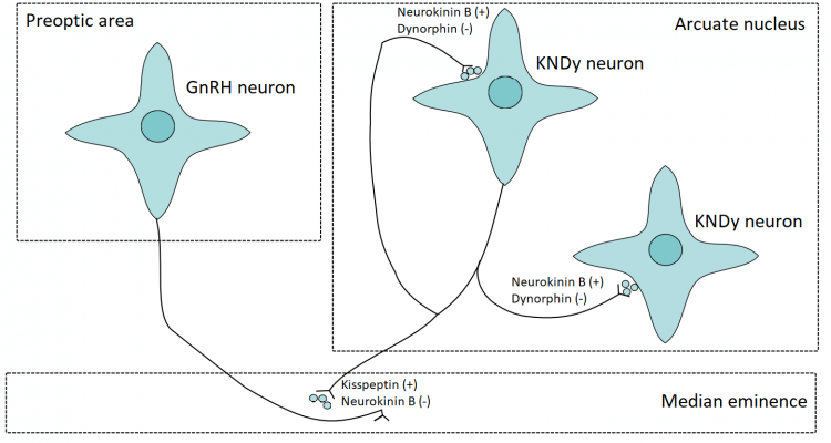 Нейроны KNDy обладают внутренней и синхронизированной пульсацией.