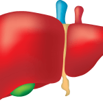 hepatotoxicity and anabolic steroids