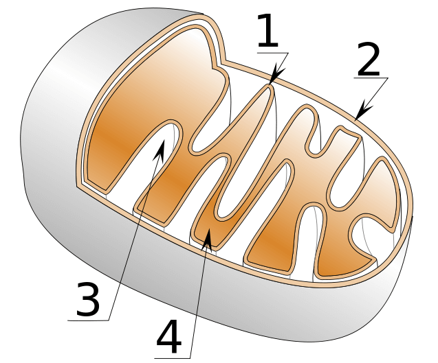 Диаграмма митохондрий