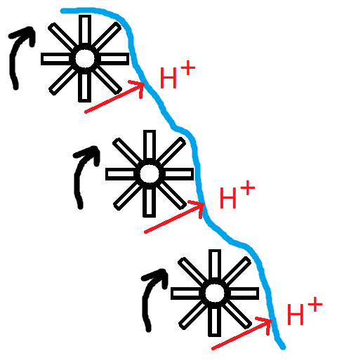 proton-pumping protein complexes