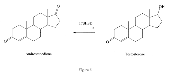 Bi-directional conversion with androstenedione and testosterone