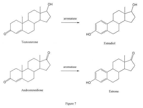 The aromatase enzyme removes the 19 methyl from AAS and aromatizes the A ring