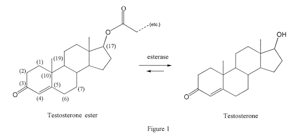 Testosterone as an esterified version of the parent drug