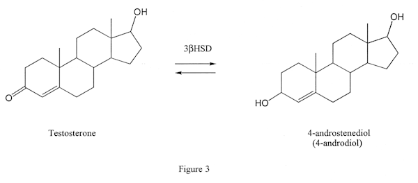 Testosterone converts to 4-androdiol