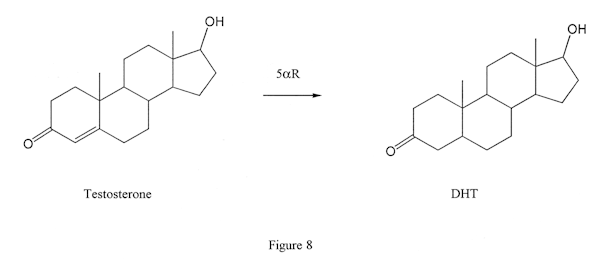 5-alpha-reductase converts testosterone to DHT