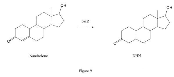 5-alpha-reductase converts nandrolone to DHN