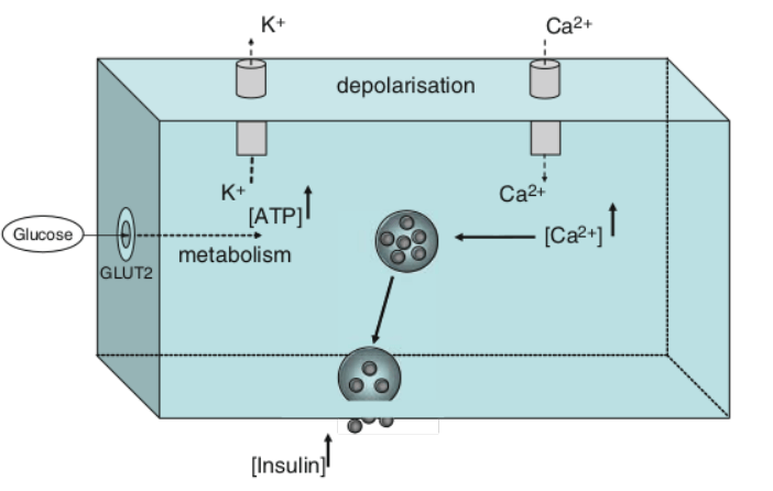 Insulin actions