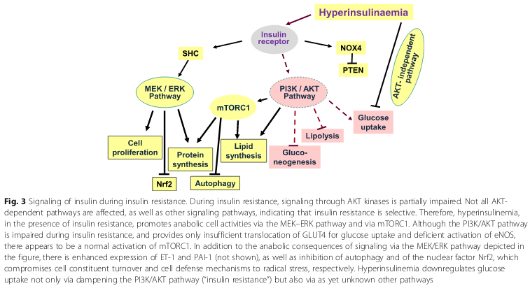 Mechanisms of insulin resistance