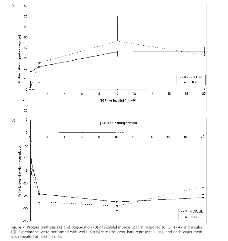 Insulin and skeletal muscle anabolism