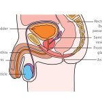 prostate