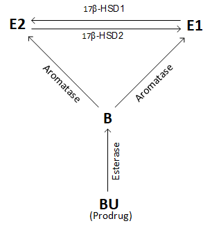 interconversion of E2 and E1 by 17β-HSD after boldenone undecylenate 