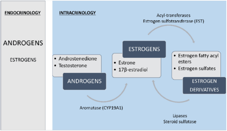 Limitations of Circulating Levels as an Index of Tissue-Specific Estrogen Regulation