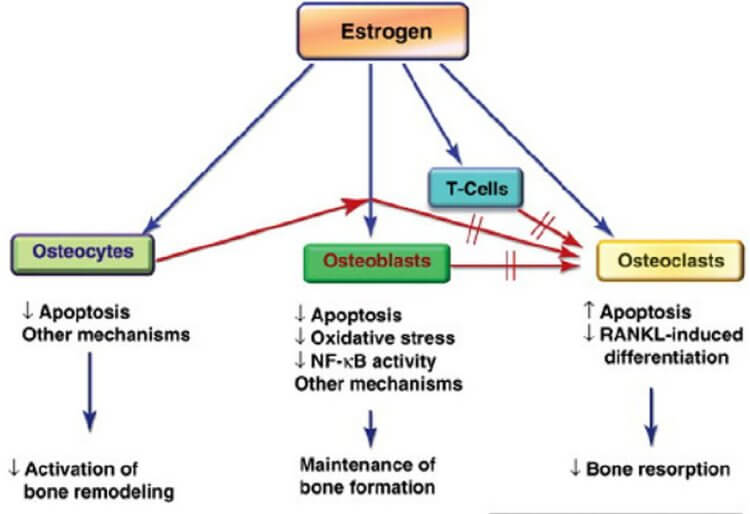 Effects of estrogens on bone