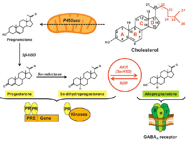 Testosterone reduction to progesterone via 5α-reductase