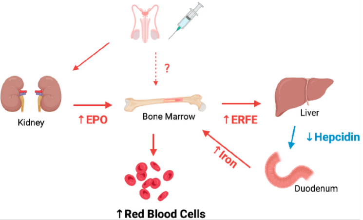 Nandrolone and erythropoiesis