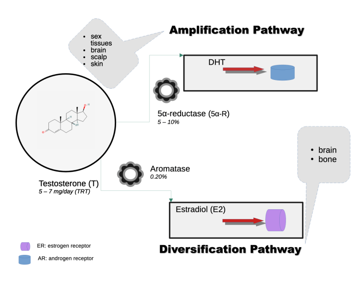 Testosterone amplification pathway