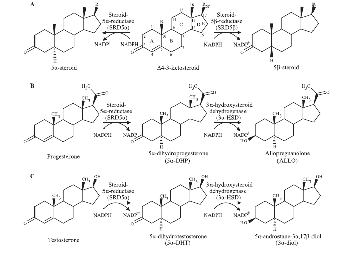 Reduction of testosterone via 5α-reductase and the enzyme 3α-hydroxysteroid dehydrogenase (3α-HSD)