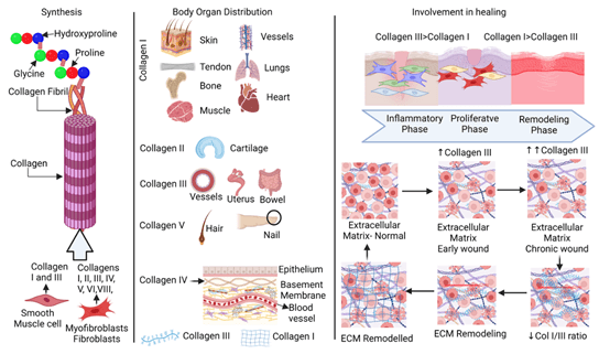 Nandrolone and Type I collagen