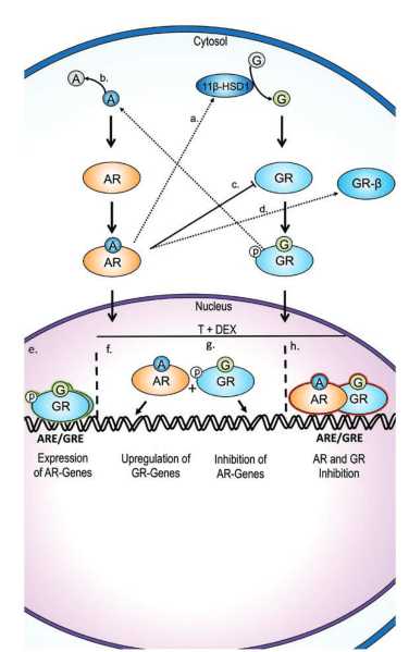 Figure :1 AR generally opposes glucocorticoid-activation of GR