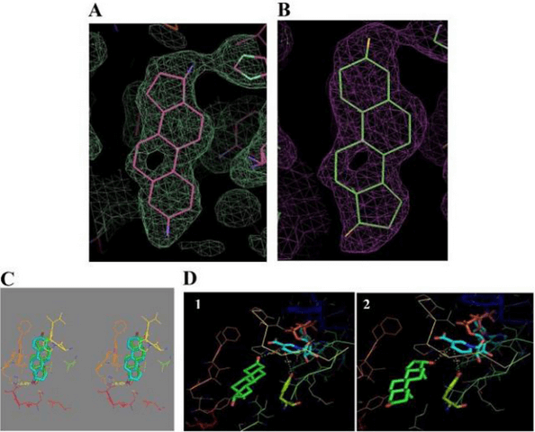 Figure 2: 17β-HSD1 binding by DHT: (A) - (E) DHT/17β-HSD1 complex 3D crystallization and docking data from [3]