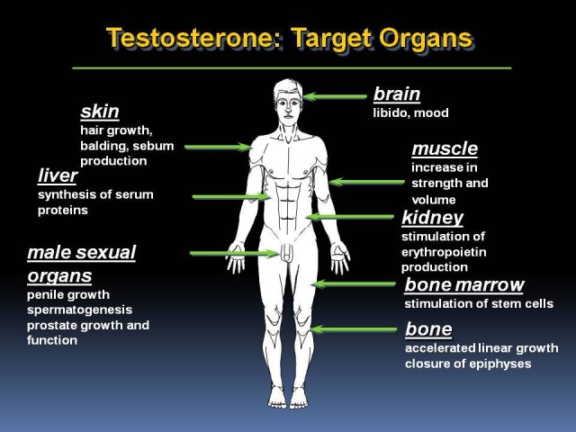 Testosterone - Target Organs